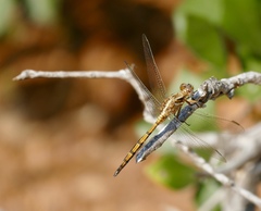 Orthetrum machadoi