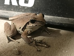 Ranoidea wilcoxii