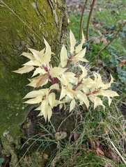 Osmanthus heterophyllus
