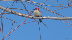 Melanerpes carolinus