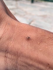 Gnaphosidae