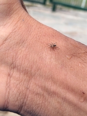Gnaphosidae