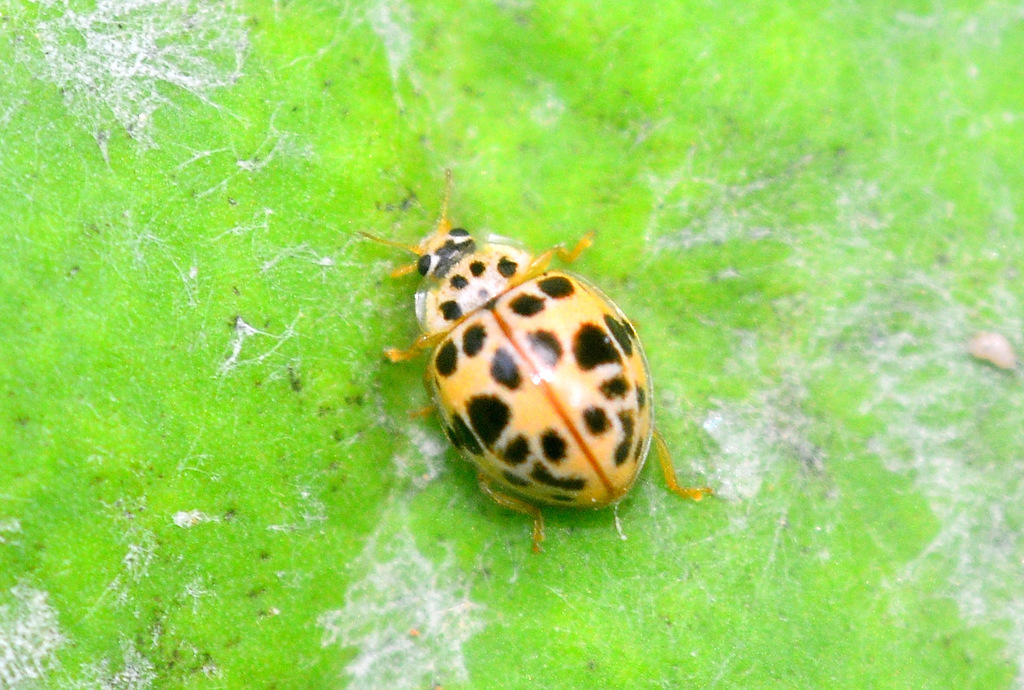 Psyllobora gratiosa