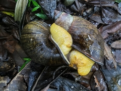 Plekocheilus gibbonius