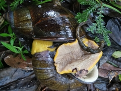 Plekocheilus gibbonius