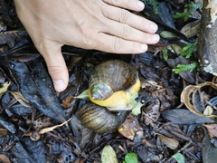 Plekocheilus gibbonius