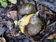 Plekocheilus gibbonius