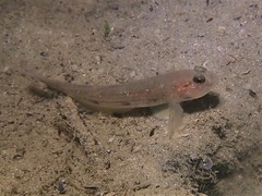 Acentrogobius pflaumii