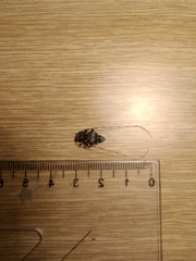 Acanthocinus griseus