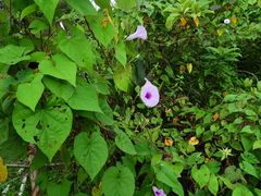 Ipomoea tiliacea