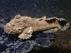 Paraploactis intonsa