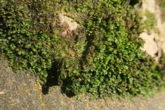 Frullania dilatata