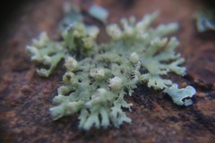 Physcia adscendens