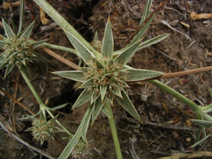 Eryngium pendletonense