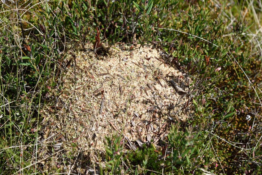 Formica forsslundi