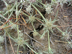 Eryngium pendletonense