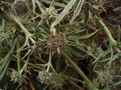 Eryngium pendletonense