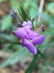 Eranthemum