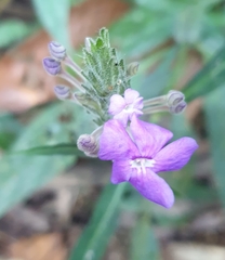 Eranthemum