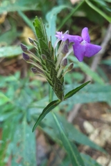 Eranthemum