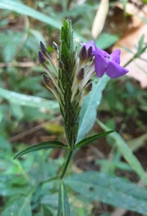 Eranthemum