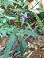 Eranthemum
