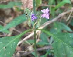 Eranthemum