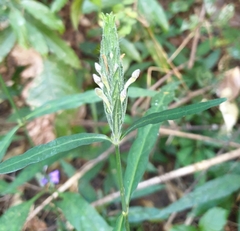 Eranthemum