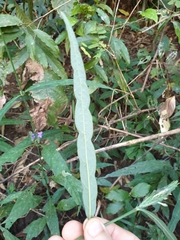 Eranthemum