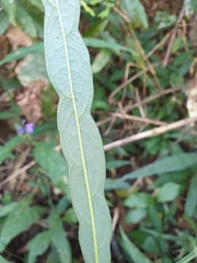 Eranthemum