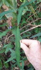 Eranthemum