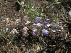 Lupinus argenteus montigenus