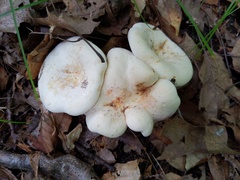 Lactifluus glaucescens