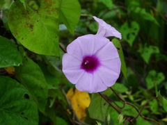 Ipomoea tiliacea