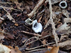 Hypomyces stephanomatis