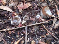 Hypomyces stephanomatis