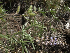 Lupinus argenteus montigenus