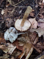 Hypomyces porphyreus