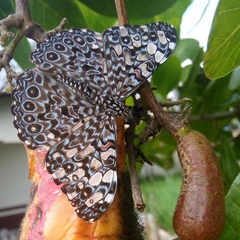 Hamadryas feronia