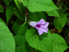Ipomoea tiliacea