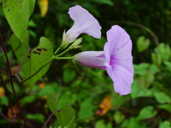 Ipomoea tiliacea