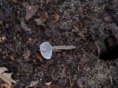 Hypomyces porphyreus