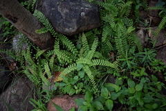 Adiantum incisum