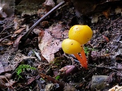 Hygrocybe parvula