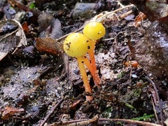 Hygrocybe parvula