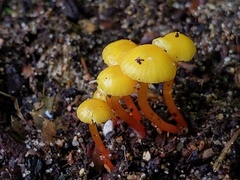 Hygrocybe parvula