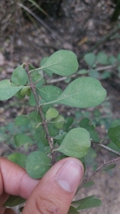 Randia obcordata