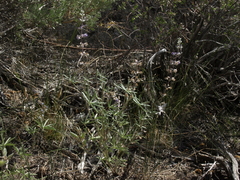 Lupinus argenteus montigenus