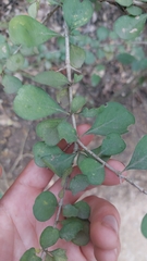 Randia obcordata