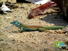 Giant Whiptail photo 5